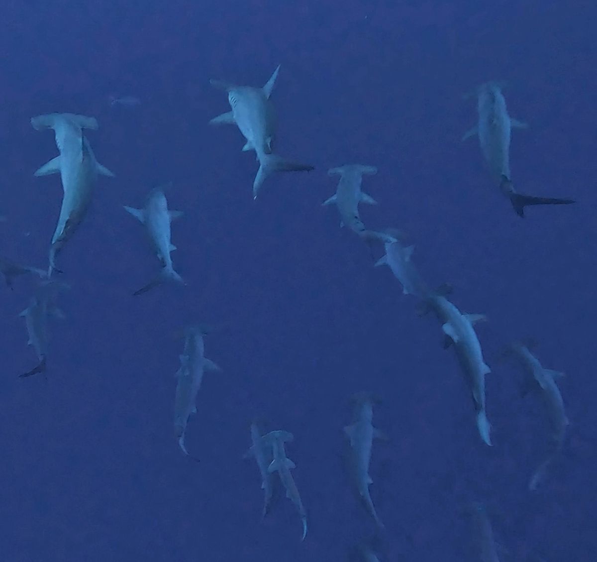 tioburones martillo en yonaguni