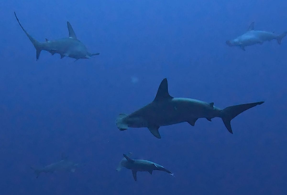 tioburones martillo en yonaguni