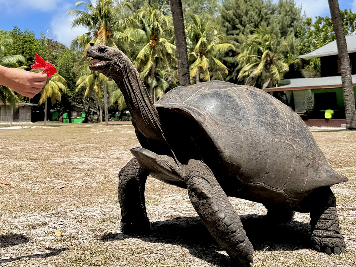 tortugas praslin seychelles