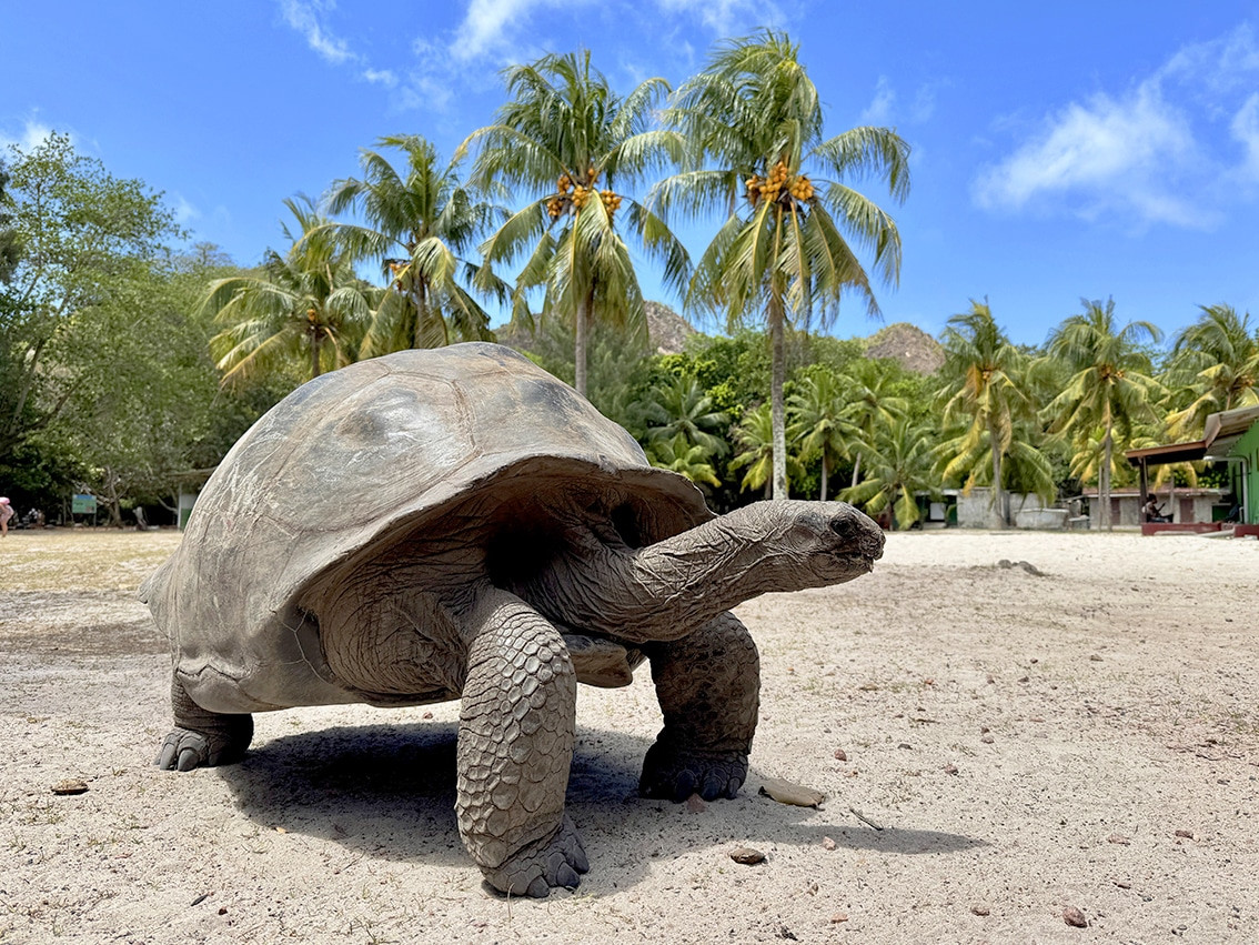 tortugas praslin seychelles