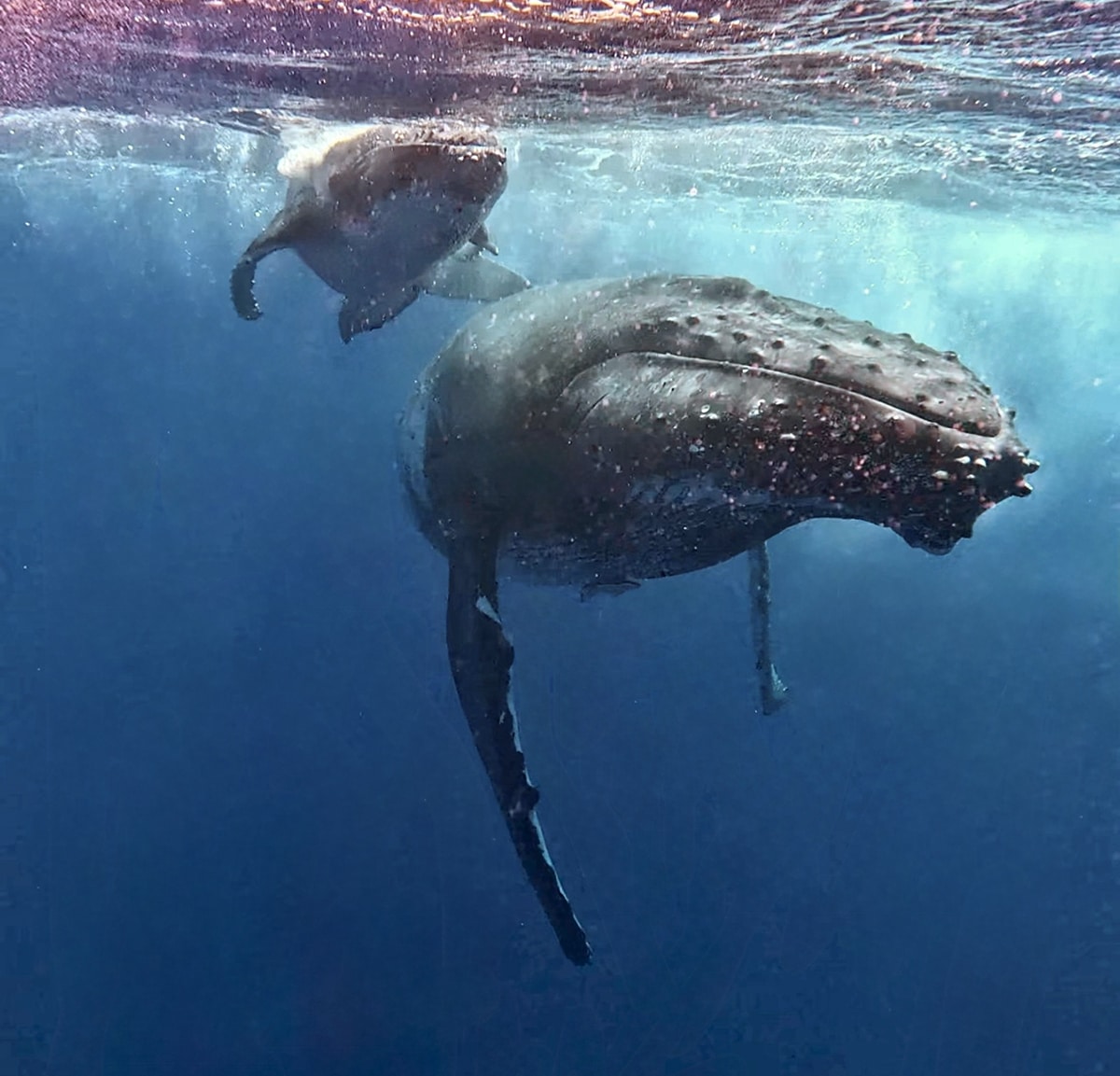 donde nadar con ballenas en moorea polinesia francesa