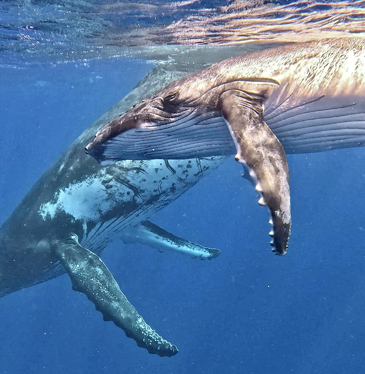 donde nadar con ballenas en moorea polinesia francesa