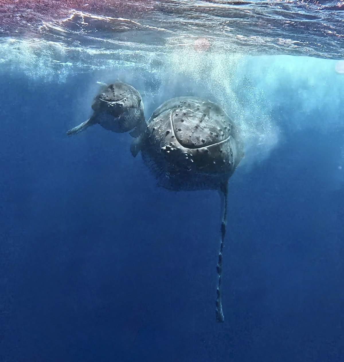 donde nadar con ballenas en moorea polinesia francesa
