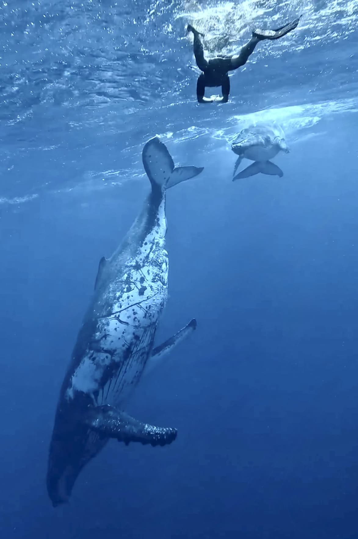 donde nadar con ballenas en moorea polinesia francesa