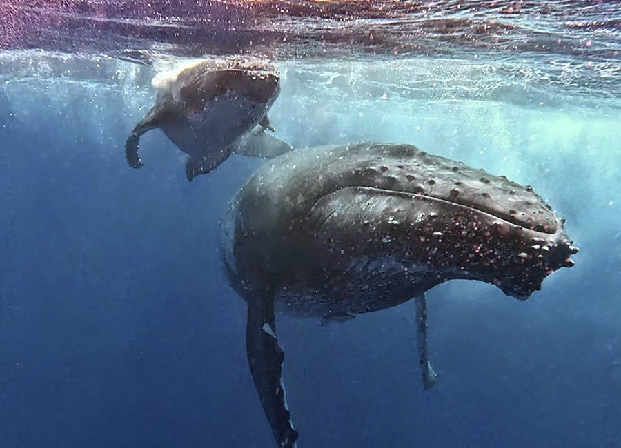donde nadar con ballenas mejores destinos y temporadas