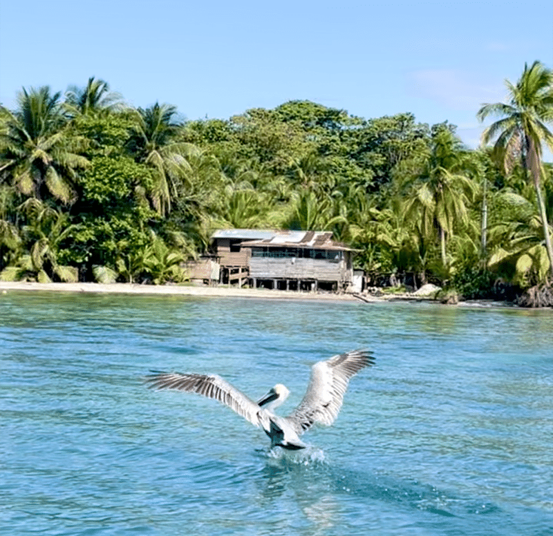 que hacer en bocas del toro panama por libre (2)