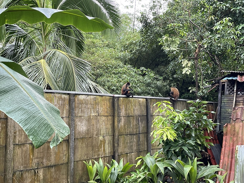 que hacer en tortuguero costa rica por libre