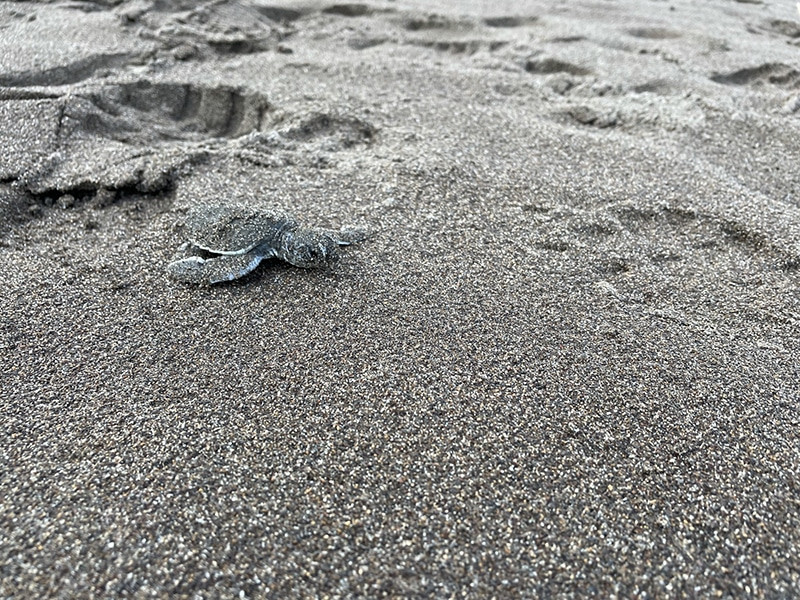 tortuga en tortuguero costa rica