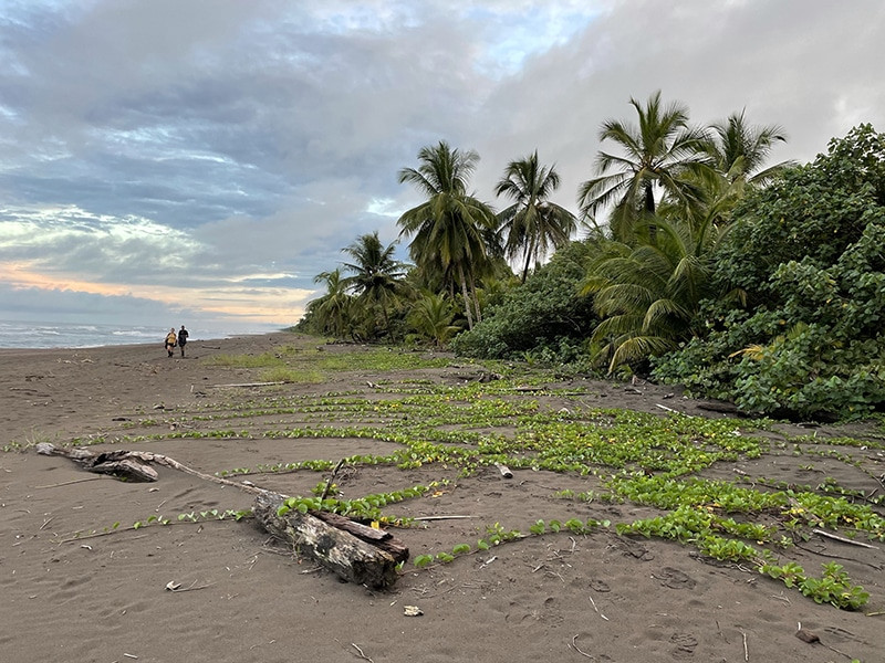 que hacer en tortuguero costa rica por libr