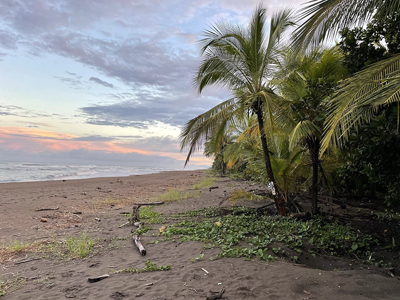que hacer en tortuguero