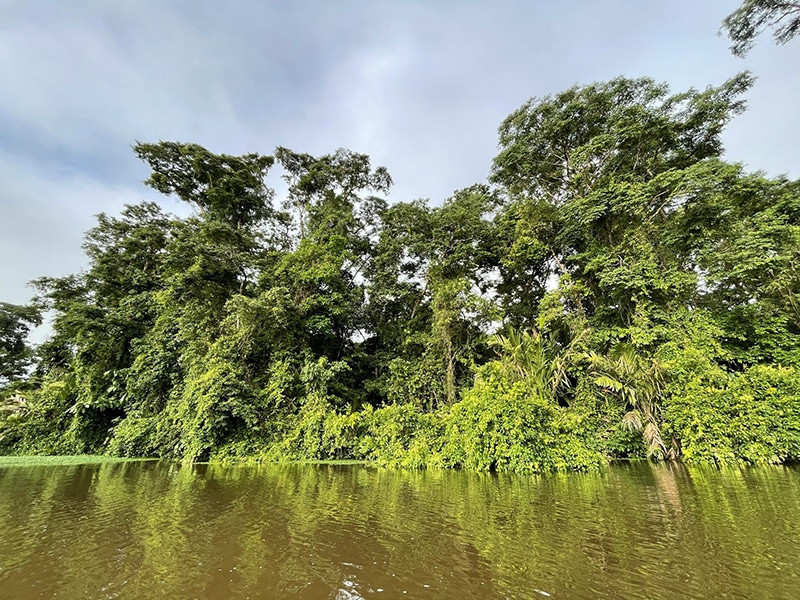 que hacer en tortuguero