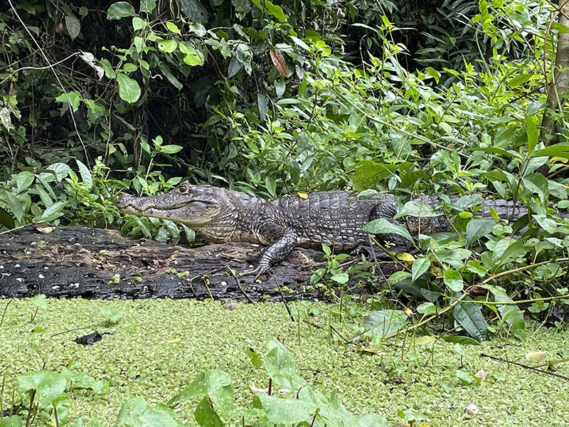 caiman en tortuguero costa rica