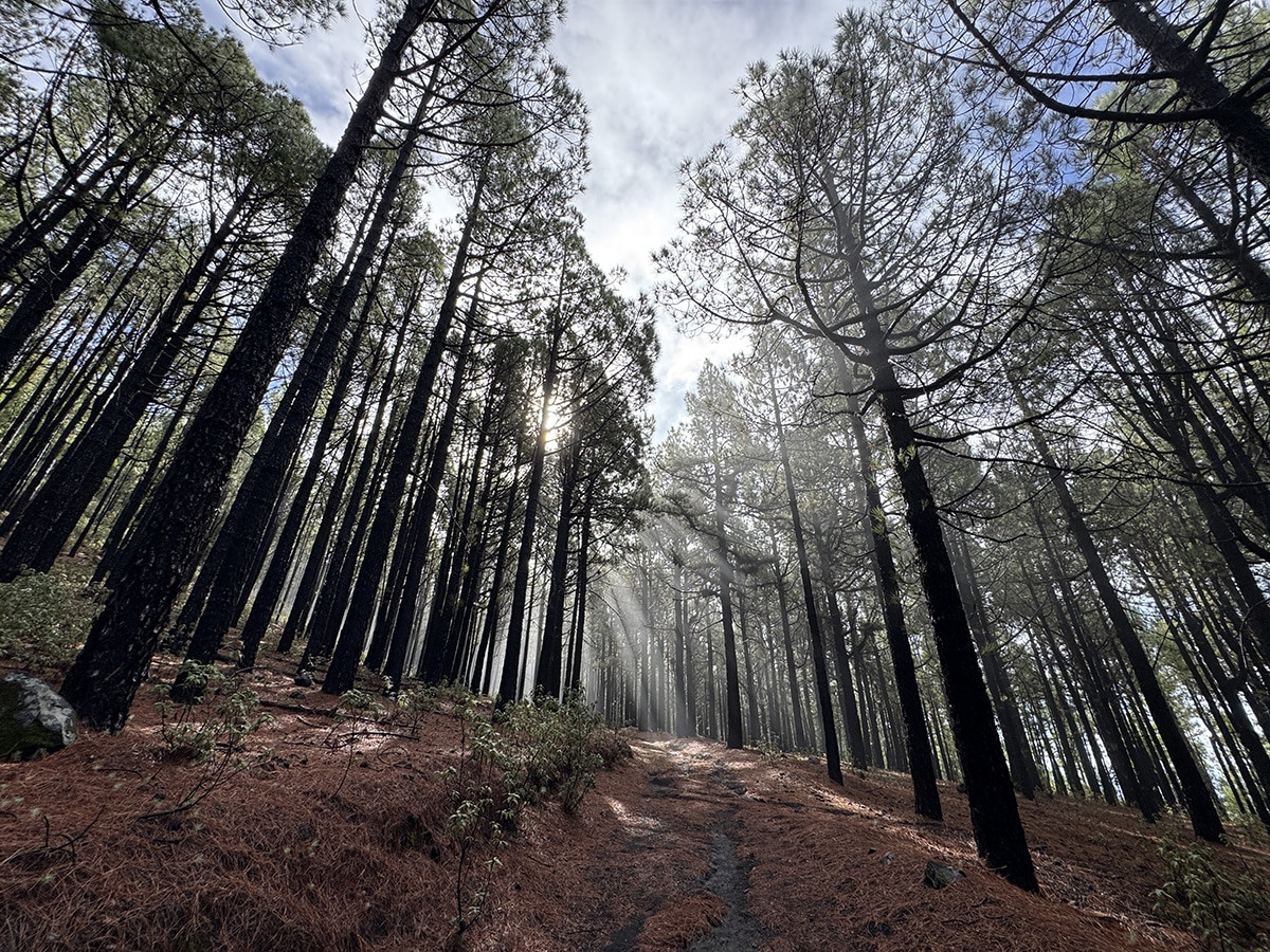 rutas trekking la palma