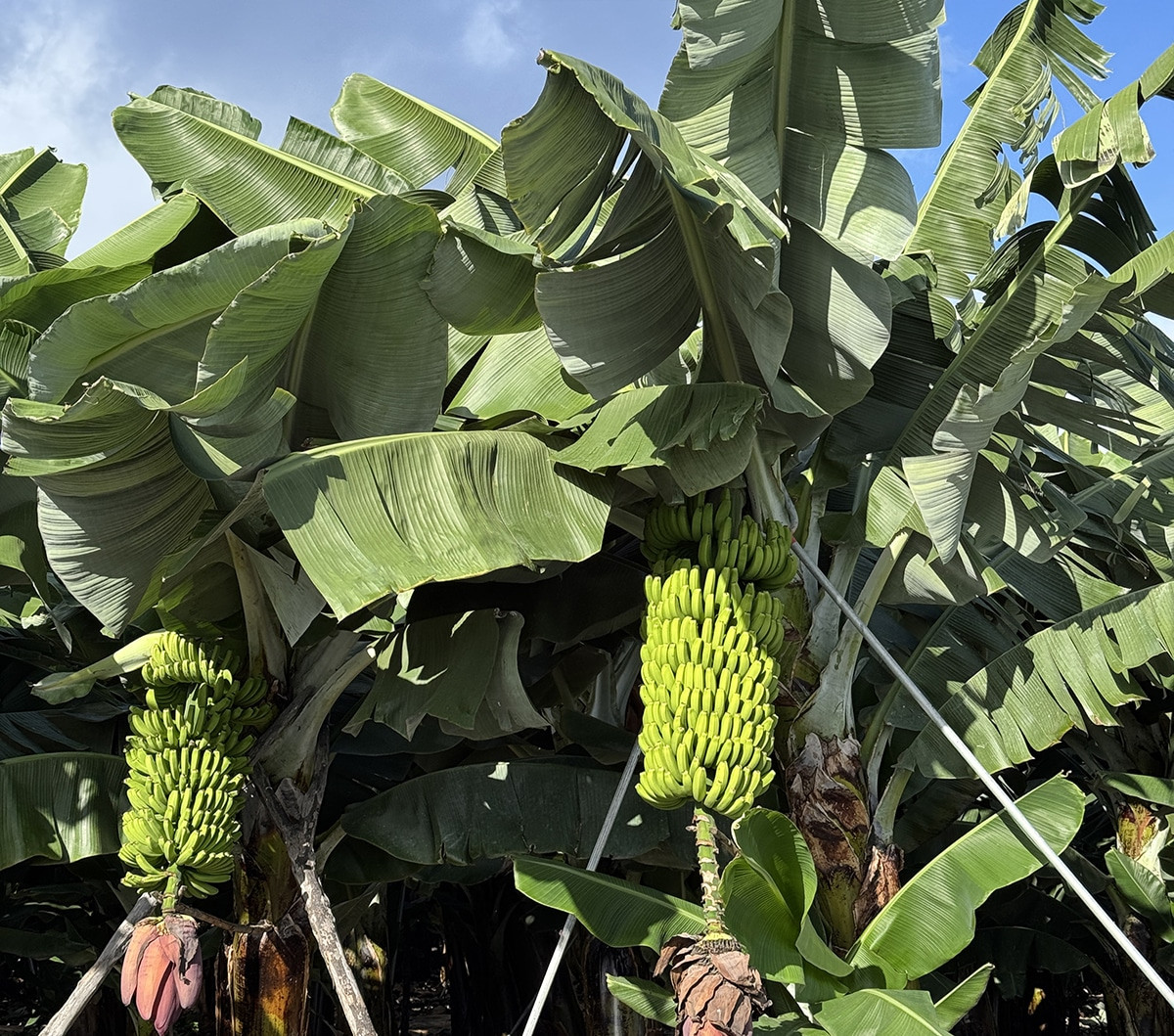 plataneras en la palma