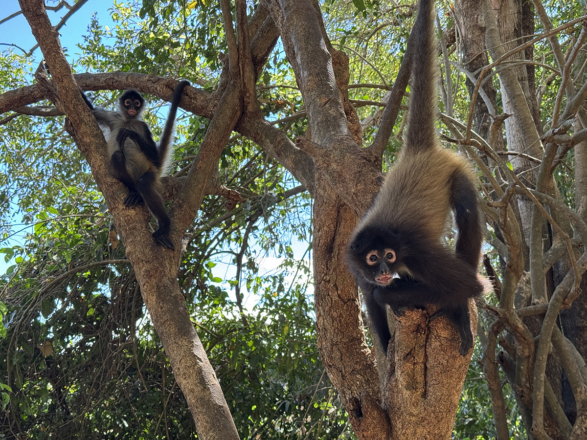 ruta el salvador 10 dias por libre reserva monos